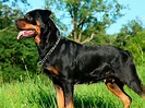 Aprenda todo sobre la raza de perros Rottweiler - Revista Ven America