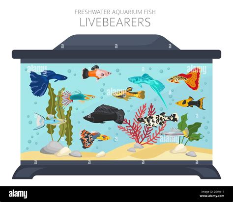 Livebearers Fish Freshwater Aquarium Fish Icon Set Flat Style Isolated