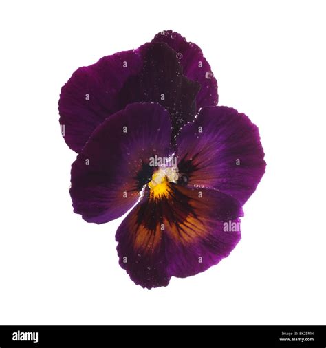 Purple Pansy With Dew Drops Stock Photo Alamy