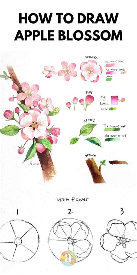 Heartwarming Info About How To Draw An Apple Blossom Feeloperation