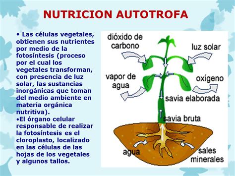 Nutrición NutriciÓn AutÓtrofa