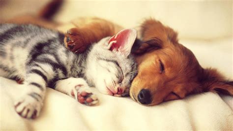 Check spelling or type a new query. Cat and Dog Wallpaper ·① WallpaperTag