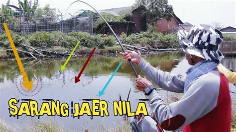 Ikan Sampek Ngantri Titik Spot Jaer Nila Liar Ngumpul Youtube