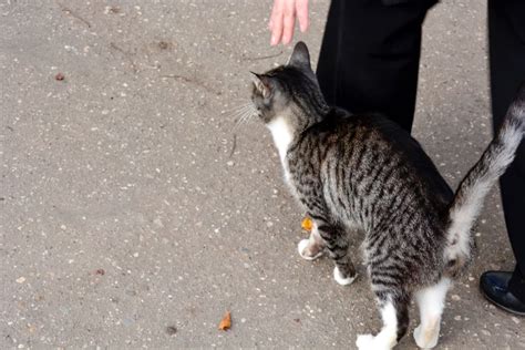 What Does It Mean When A Stray Cat Follows You Spiritual Meanings