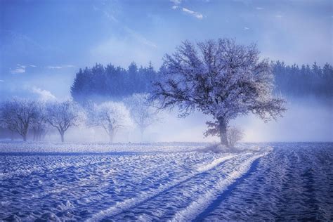 Trees Covered With Snow Fog Landscape Winter 4k Wallpaperhd Nature