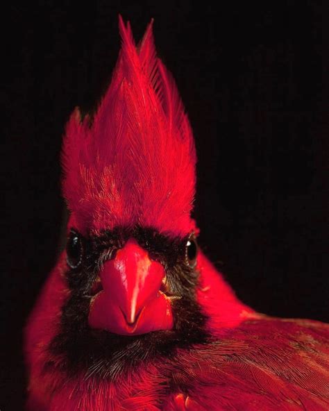 Birds Wildlife Photography On Instagram Northern Cardinal 🌿