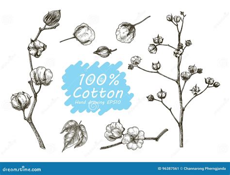 Cotton Vector Set Hand Drawing Stock Vector Illustration Of White