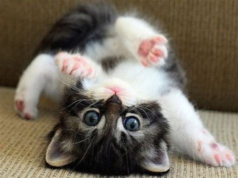 It is the funny moments of cats that made us laugh and that is why we're in the cat lovers club.if you enjoy, leave a like. Cute Kitten Is Upside Down | LuvBat