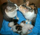 Mom and dad cat kiss while watching over their babies. Probably the ...