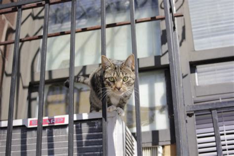 Cat Williamsburg Brooklyn Timothy Krause Flickr