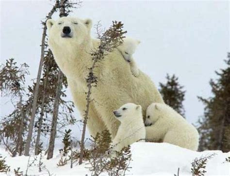 Imagenes De Osos Polares Foto Oso Polar Con Cachorros