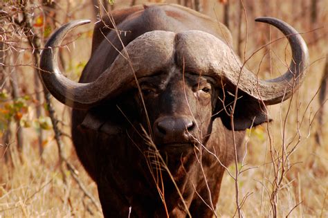 Mkulu African Hunting Safaris South Africa Your African Hunting Outfitters
