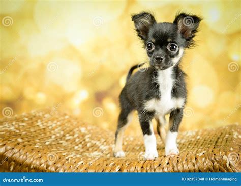 Black Male Chihuahua Puppy With Golden Background Stock Photo Image