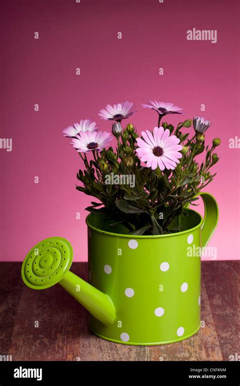 Pink African Daisy In Watering Pot Dimorphotheca Pluvialis Stock Photo