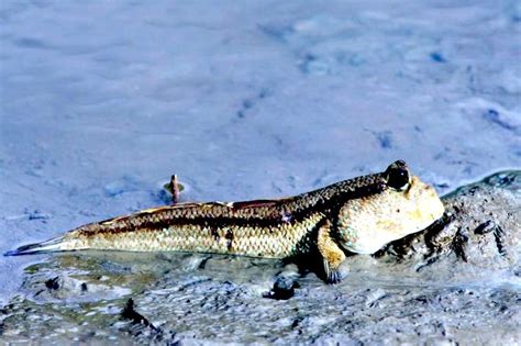 Mudskipper Ocean Treasures Memorial Library