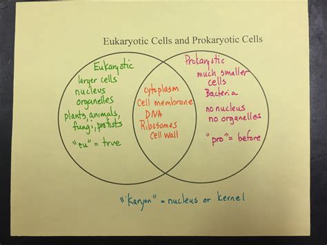 Photosynthesis And Cellular Respiration Venn Diagram Wiring My Xxx