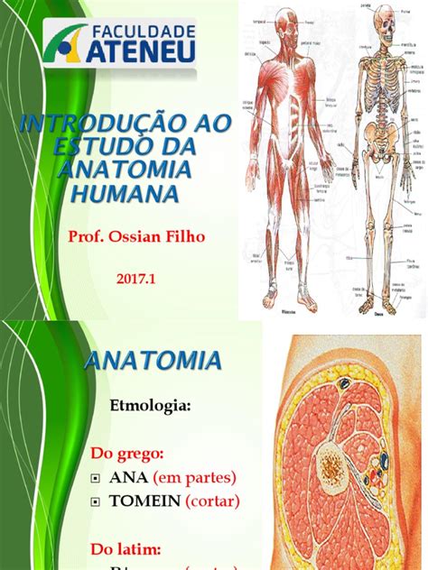 Introdução Ao Estudo Da Anatomia Humana Anatomia Termos Anatômicos