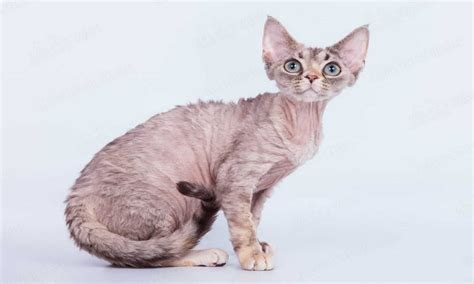 10 Cat Breeds With Big Ears Foreblog