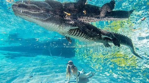 There Is A Place In Florida Where You Can Actually Swim With Alligators