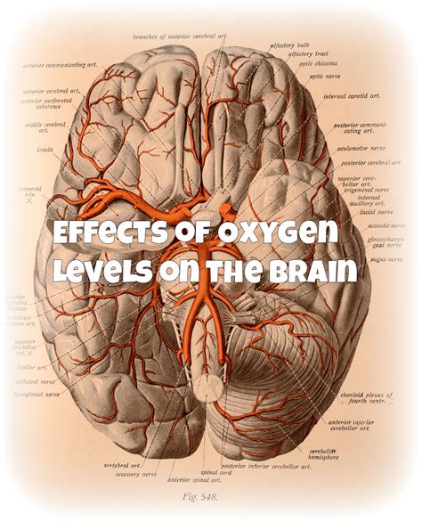 Oxygen Brainlearn How Levels Of Oxygen Influence Fatigue In The