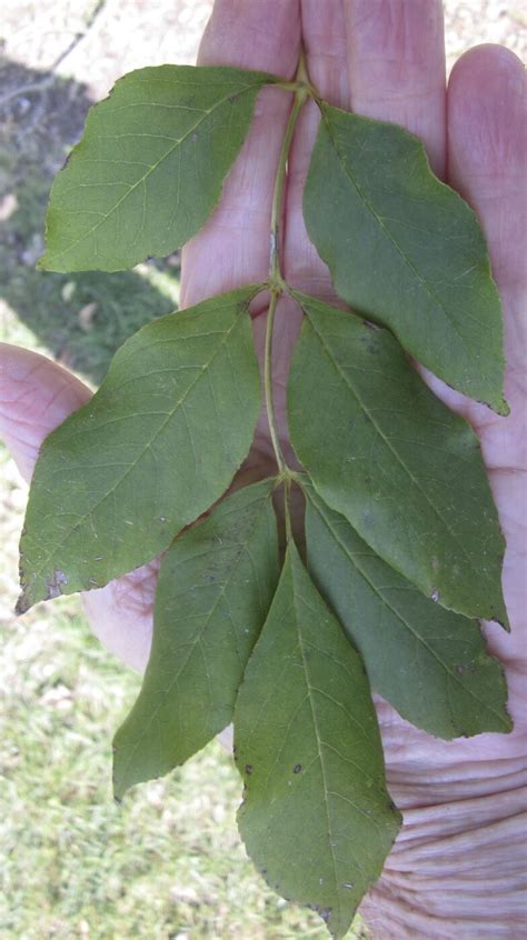 Leaf Pinnate Tree Guide UK Tree ID By Pinnate Leaf