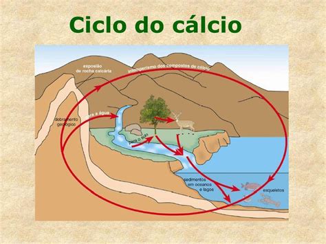 Ciclo Del Calcio Ciclos Biogeoquímicos