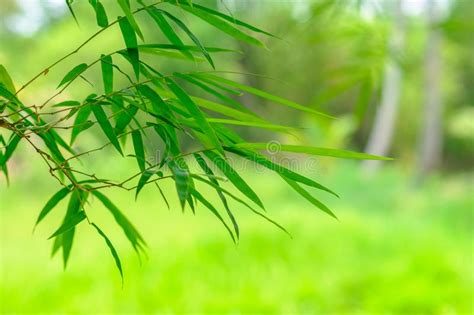 Bamboo Leaves Stock Image Image Of Japanese Environment 123024735