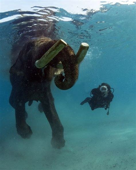 The Last Swimming Elephant In The Andaman Islands India 10 Pics
