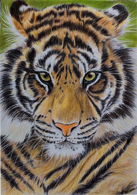 Sumatran Tiger Coloured Pencils By Sarahharas07 On Deviantart