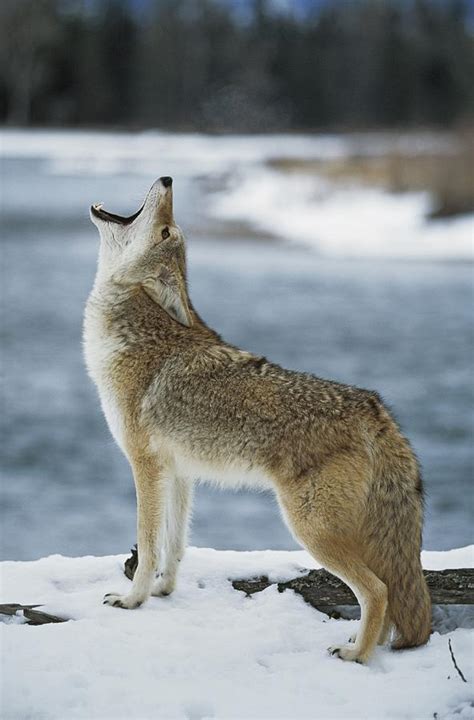 Coyote Howling On Snowy Riverbank Photograph By David Ponton
