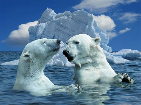 Two Polar Bears Swimming Iceberg Daytime Nature Polar Bear