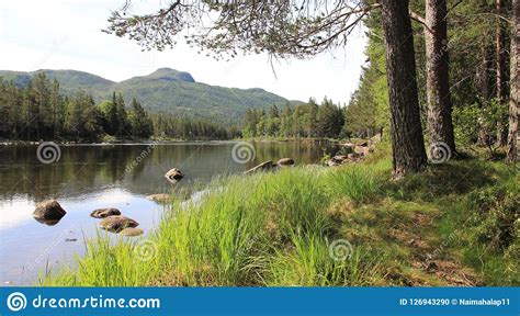 River And Mountains View With Pine Forest Stock Photo Image Of Norway