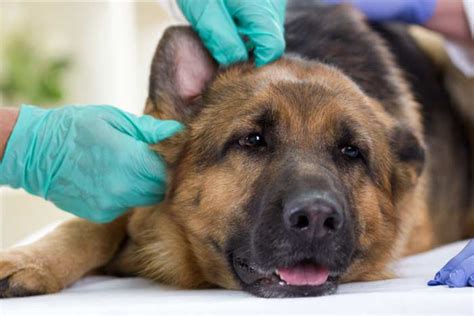 Otitis En Perros Qu Es S Ntomas Y Tratamientos Feelcats