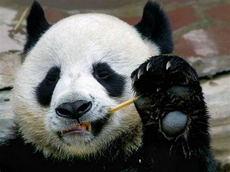 Thailand S Sex Shy Giant Panda Dies Aged 19 Asia Gulf News