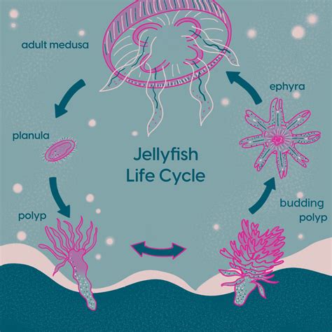 An Introduction To Jellyfish — Discover Iveragh
