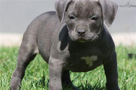 Zazzle.com has been visited by 100k+ users in the past month Meet BLUE-GEM a cute American Pit Bull Terrier puppy for ...