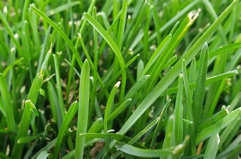Comparing Kentucky Bluegrass And Tall Fescue