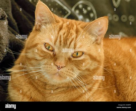 Ginger British Shorthair Tomcat Stock Photo Alamy