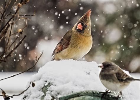 Images Gratuites La Nature Branche Hiver Oiseau Faune Le Bec