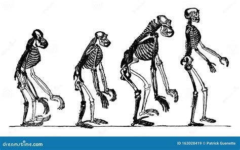 Compared Skeletons Of The Orang Chimpanzee Gorilla And Man Vintage