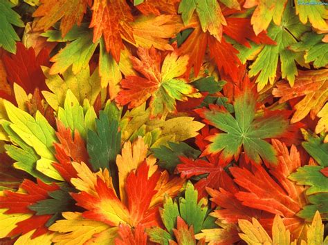 Texture Autumn Leaves Autumn Foliage Download Photo Leaves Texture