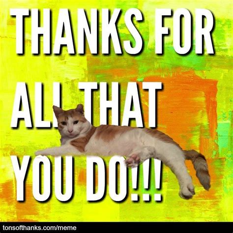 51 Nice Thank You Memes With Cats Thank You Memes Funny Thank You Memes