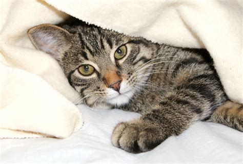 Unter einer decke ist es warm und gemütlich. Katze unter einer Decke stockfoto. Bild von haarig ...