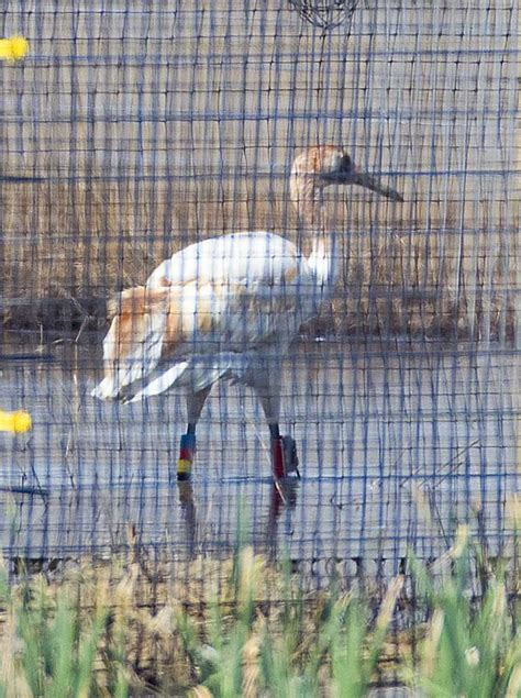 Hope Remains Despite Deadly Year For Whooping Cranes In Louisiana