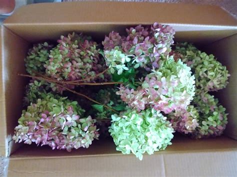 30 Dried Pee Gee Hydrangea Limelight Blooms Stems Etsy