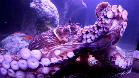 Octopus Wallpapers