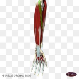 Anconeus Muscular descarga gratuita de png Anconeus músculo Braquioradialis Extensor carpi