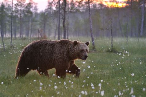 The Best Wildlife Experiences In The Nordics Best Served Scandinavia