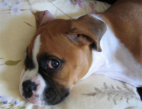 Who Could Resist This Face Boxer Dog Puppy Boxer Puppies Boxer Puppy