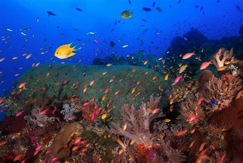 Tubbataha Reefs Dive Into The Surreal Waters Of This Unesco World